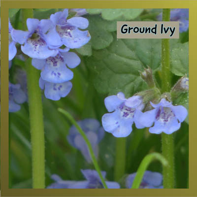 Ground Ivy